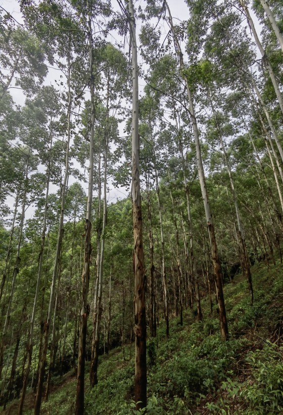 广林供应链集团包青山业务林区实况2(1).jpg