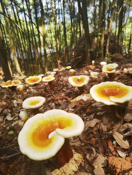 广林供应链集团森林食品种植基地1(1).jpg